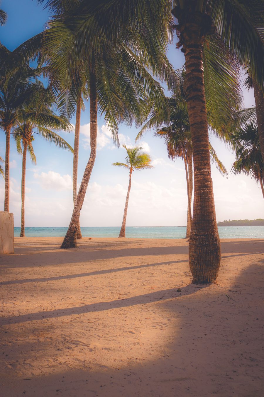 Coconut palms leaning over a sandy Cancún beach in warm late-afternoon light, the sea calm behind them.