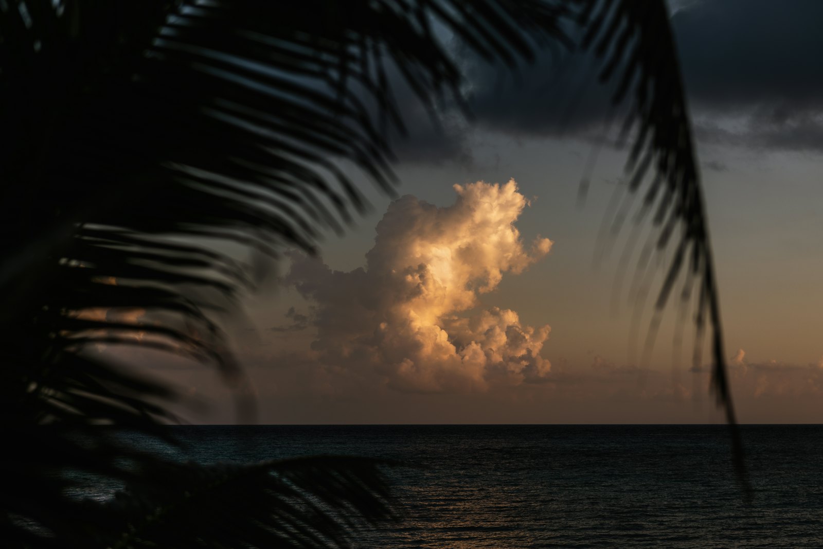 Palm fronds in silhouette against a dusk sky over the Caribbean at Playa del Carmen, a lit cloud glowing above the dark water.